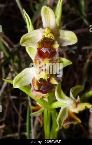 Levant Orchidee (Ophrys levantina) in voller Blüte, im natürlichen Lebensraum auf Zypern Stockfoto