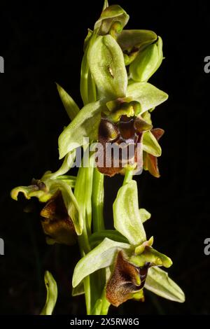 Blühende Pflanze der Levant Orchidee (Ophrys levantina), in natürlichem Lebensraum auf Zypern Stockfoto