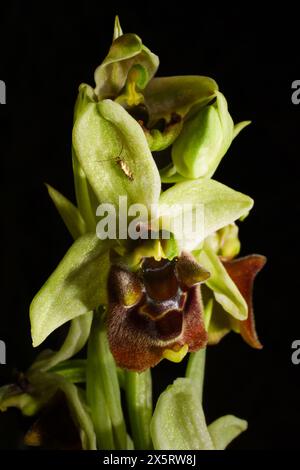 Blühende Levant Orchidee (Ophrys levantina) mit einem kleinen Insekt, Zypern Stockfoto