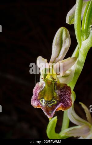 Blume eines Ophrys elegans Hybriden, einer Landbienenorchidee auf Zypern Stockfoto