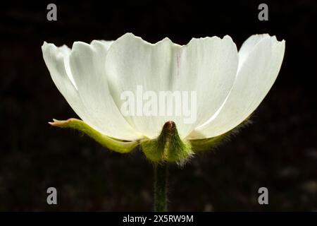 Strahlend weiße Blume der persischen Butterblume (Ranunculus asiaticus), seitliche Ansicht mit schwarzem Hintergrund, Zypern Stockfoto