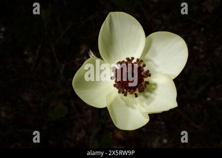 Weiße Blume der persischen Butterblume (Ranunculus asiaticus), Blick von oben, Zypern Stockfoto