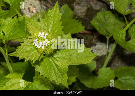 Knoblauchsrauke - Alliaria petiolata Stockfoto