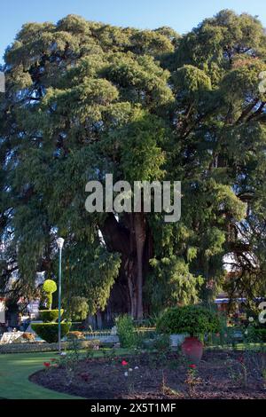 El Tule, Oaxaca, Mexiko. Der Baum von El Tule („El Arbol del Tule“), ein Asuehuete (eine Art Zypresse), der auf 2000-3000 Jahre geschätzt wird. Stockfoto