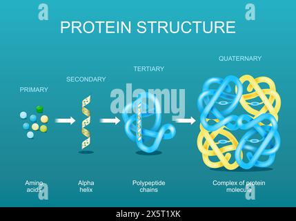 Proteinstruktur. Aminosäuren, Alpha-Helix, Polypeptidketten und Komplex des Proteinmoleküls. Protein ist ein Polymer (Polypeptid), das aus gebildet wurde Stock Vektor