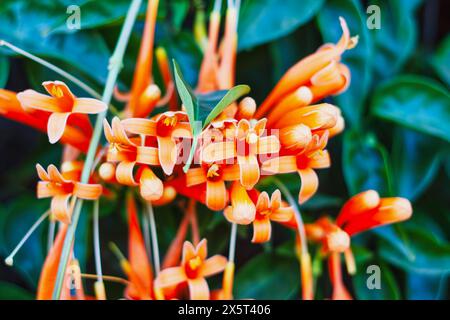 Flame Rebe oder Pyrostegia venusta, Mauerelfeu neue Blütenknospen und orange Trompetenblüten Stockfoto