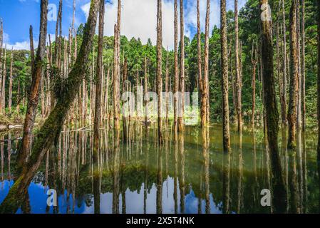 Lotus Forest of Shanlinshi befindet sich im Bezirk Nantou in Taiwan Stockfoto