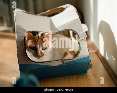 Porträt einer Katze, die im Papptierbett liegt Stockfoto