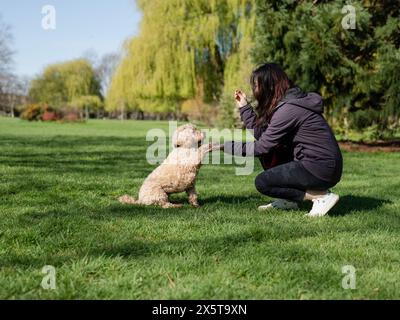 Eine Frau, die Hund ausbildet, um im Park Pfoten zu geben Stockfoto