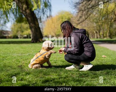 Eine Frau, die Hund ausbildet, um im Park Pfoten zu geben Stockfoto