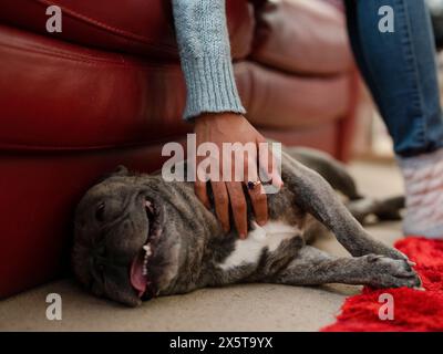 Frau streichelt Französisch Bulldogge auf dem Boden Stockfoto