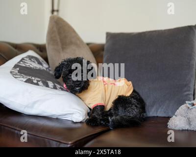 Porträt von Shih Tzu Poodle, der in die Kamera schaut, während er auf dem Sofa ruht Stockfoto