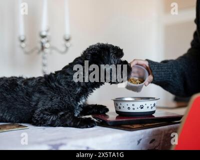 Frau wiegt Hundefutter auf Küchenwaage Stockfoto