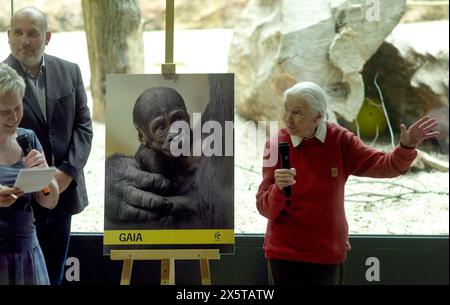 Prag, Tschechische Republik. Mai 2024. Die weltberühmte Primatologin Jane Goodall tauft den jüngeren der beiden Babygorillas im Prager Zoo Gaia. Das Gorillamädchen wurde vor einem Monat als Tochter der 31-jährigen Kijivu und des Kisumu geboren. Der Zoo hatte bereits im Januar die Geburt des kleinen Mobi gefeiert. Quelle: Michael Heitmann/dpa/Alamy Live News Stockfoto