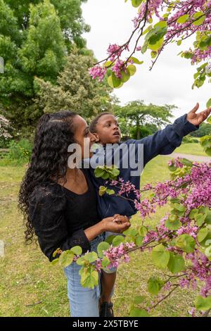 Mutter trägt den Sohn, während sie Kirschbaum ansieht Stockfoto