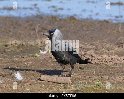 Jackdaws, die das Beste aus den Futtermöglichkeiten auf einem überfluteten, aber trockenen Feld machen. Stockfoto