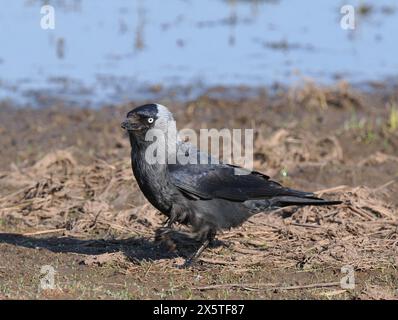 Jackdaws, die das Beste aus den Futtermöglichkeiten auf einem überfluteten, aber trockenen Feld machen. Stockfoto