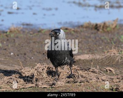 Jackdaws, die das Beste aus den Futtermöglichkeiten auf einem überfluteten, aber trockenen Feld machen. Stockfoto