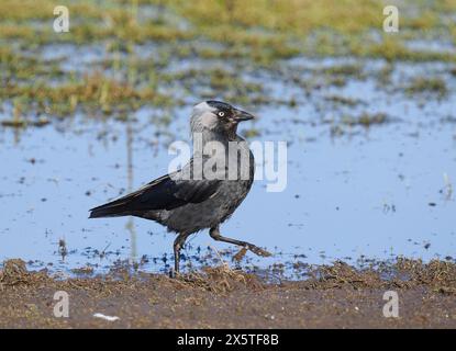 Jackdaws, die das Beste aus den Futtermöglichkeiten auf einem überfluteten, aber trockenen Feld machen. Stockfoto