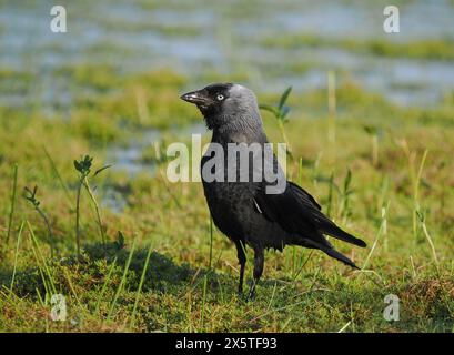 Jackdaws, die das Beste aus den Futtermöglichkeiten auf einem überfluteten, aber trockenen Feld machen. Stockfoto