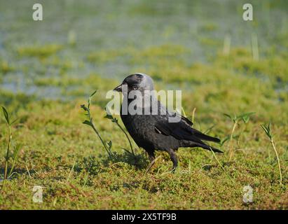 Jackdaws, die das Beste aus den Futtermöglichkeiten auf einem überfluteten, aber trockenen Feld machen. Stockfoto