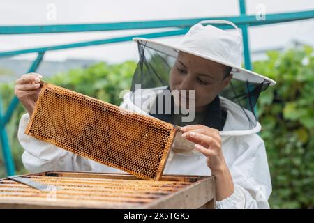 Weibliche Imkerin, die im urbanen Garten den Rahmen vom Bienenstock entfernt Stockfoto