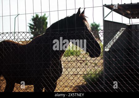 Wunderschöne schwarze Pferdeschilhouette hinter einem Metallzaun. Stabile landwirtschaftliche Nutzflächen. Ländliche Nutztiere. Spanisches Pferd. Pferdesport. Starkes stolzes Tier im Freien. Stockfoto