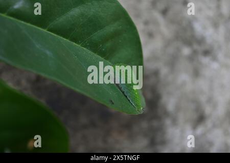 Seitenansicht einer grünen kleinen, schwanzartigen jay caterpillar (Graphium agamemnon), die auf einer Blattoberfläche sitzt und den leicht nach oben gezogenen Kopf hat Stockfoto