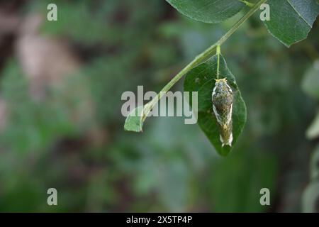 Kopfansicht einer gewöhnlichen mormonenraupe (Papilio polytes), die auf der Oberfläche eines Curryblattes sitzt. Stockfoto