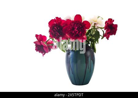 Bunte Pfingstrosen in blauer Vase Stockfoto