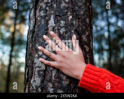 Die weibliche Hand berührt den Baumstamm Stockfoto