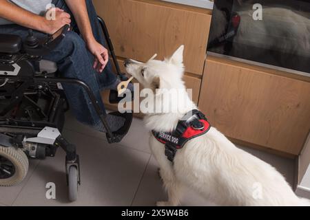 Der Diensthund hilft seinem Besitzer mit Behinderung im Haushalt, nimmt eine heruntergekommene Kücheneinrichtung auf. Mensch-Tier-Partnerschaftskonzept. Stockfoto