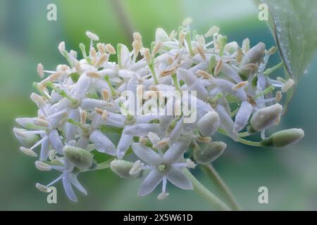 Blutiger Hartholz (Cornus sanguinea), Cornaceae. Laubstrauch, Wildpflanze. Weiße Blume. Stockfoto