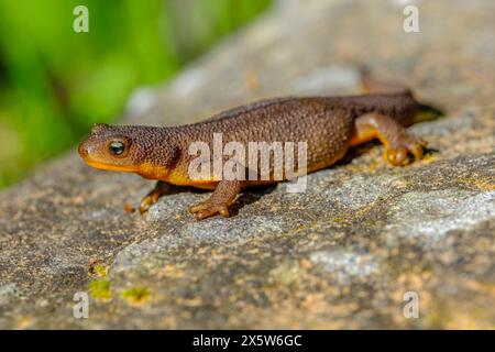 Profilansicht eines rauhhäutigen Newts (Taricha granulosa), der auf einem Felsen krabbelt Stockfoto