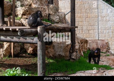 Mandrills im Jerusalemer Bibelzoo in Israel. Hochwertige Fotos Stockfoto