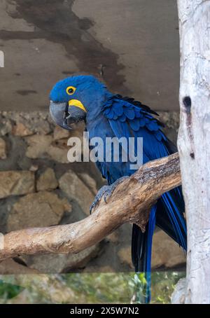 Hyazintharas Papagei im biblischen Zoo in Jerusalem, Israel. Hochwertige Fotos Stockfoto