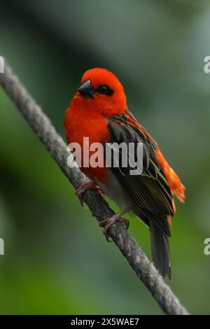 Madagaskar-Roter Fody (Foudia madagascariensis), der auf einem Seil sitzt Stockfoto