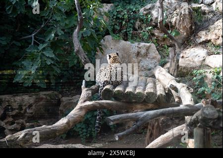 Ein persischer Leopard liegt auf einer hölzernen Plattform im Jerusalemer biblischen Zoo in Israel. Hochwertige Fotos Stockfoto