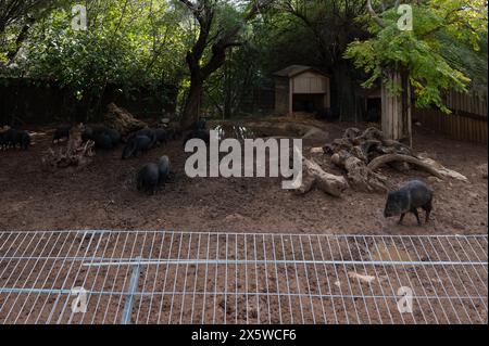 Wildschweine laufen auf dem Sand in einem Schweinestall des Zoos. Hochwertige Fotos Stockfoto