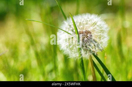 Löwenzahn-Uhrkopf mit einer einzigen Grashalm durch ihn, verschwommenes natürliches grünes Grashintergrund britischer Frühling Stockfoto