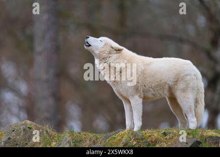 Polarwolf (Canis Lupus arctos), heulend Stockfoto