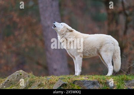 Polarwolf (Canis Lupus arctos), heulend Stockfoto