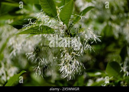 Weiße Blüten des Fransenbaums oder Chionanthus virginicus, schöne Blüte des weißen Fransenbaums Stockfoto