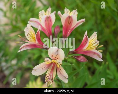 Eine Nahaufnahme von Alstroemeria Majestic Layon oder peruanische Lilie und Lilie der Inkas-Blume. Selektiver Fokus, grüner Gartenhintergrund Stockfoto