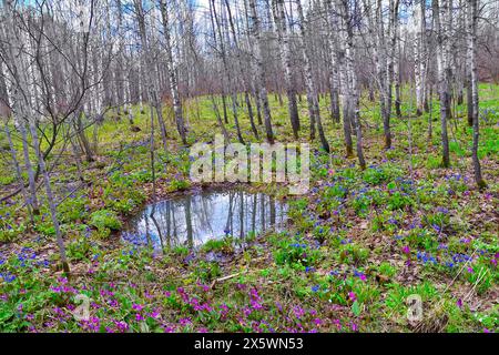 Malerische Frühjahrslandschaft in Birkenhainen mit ersten weißen, blauen und violetten Wildblumen auf Waldlichtung, blattlosen Bäumen und blauem Himmel reflektiert Stockfoto