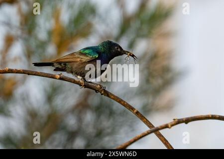 Ein farbenfroher männlicher Palästinenser-sunbird auf einem Baumzweig, mit Insekten im langen Schnabel. Stockfoto