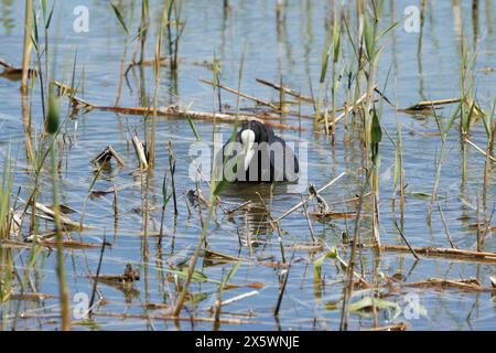 Eurasischer Huhn, Fulica atra, von vorne zwischen Schilf in seinem natürlichen Lebensraum, Spanien Stockfoto