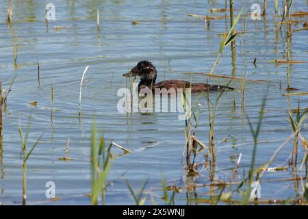 Weißkopfente, Oxyura leucocephala, Schwimmen im Naturpark El Hondo, Spanien Stockfoto