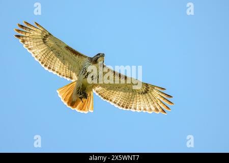 Ein fliegender Rotschwanzhawk (Buteo jamaicensis) gegen einen klaren blauen Himmel mit einem östlichen Chipmunk (Tamias striatus) in seinen Klauen in Michigan, USA. Stockfoto