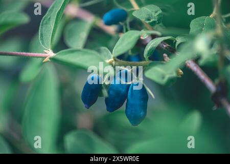 Reife süße, gesunde blaue Honigsaugbeeren oder Lonicera caerulea oder Haskap im Busch im Frühlingsgarten. Selektiver Fokus Stockfoto